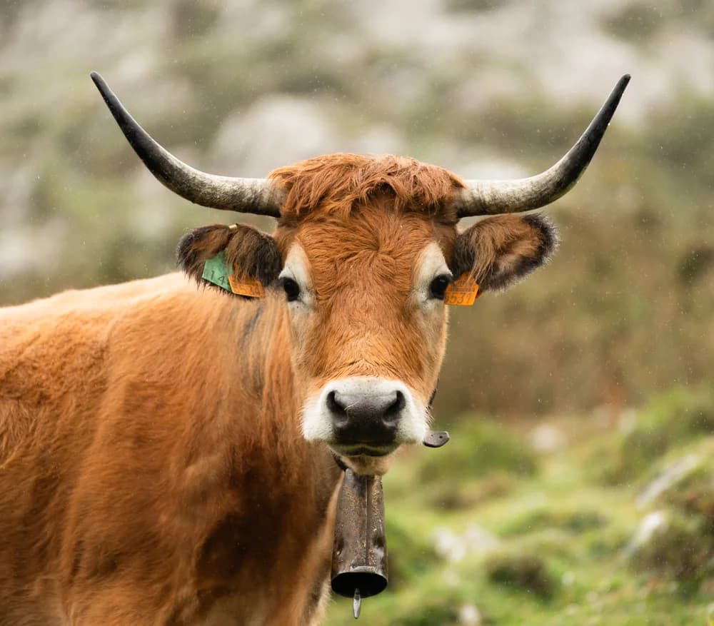 A cow in the mountains